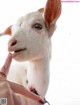 A person petting a white goat with a red collar.